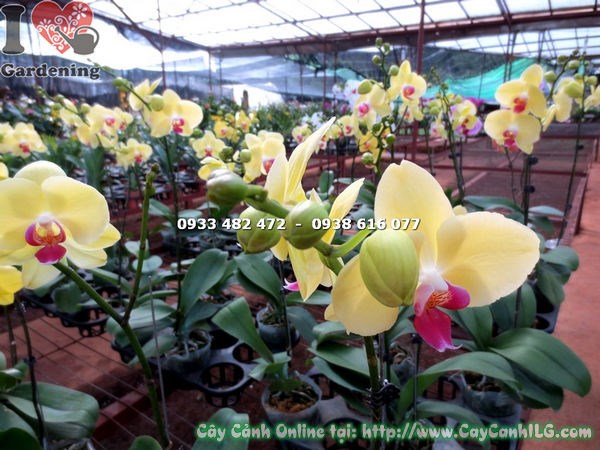 Hình ảnh cây phong lan hồ điệp hoa vàng nhụy đỏ Ms 14735