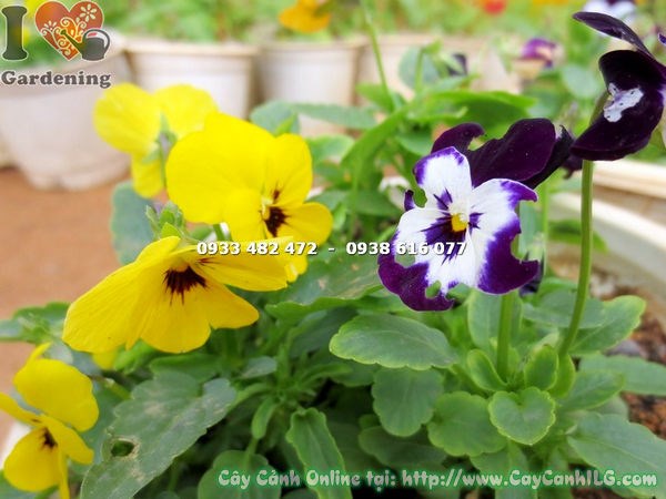 cây hoa bướm cao 15cm nhiều màu sắc rực rỡ