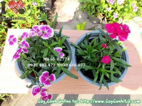 Hoa cẩm chướng nhiều màu sắc đẹp rực rỡ tại ILG