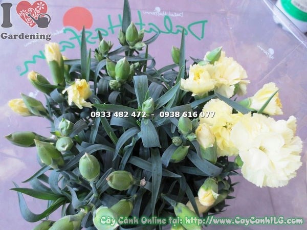 Hoa cẩm chướng vàng nhạt nở rộ Ms 16574