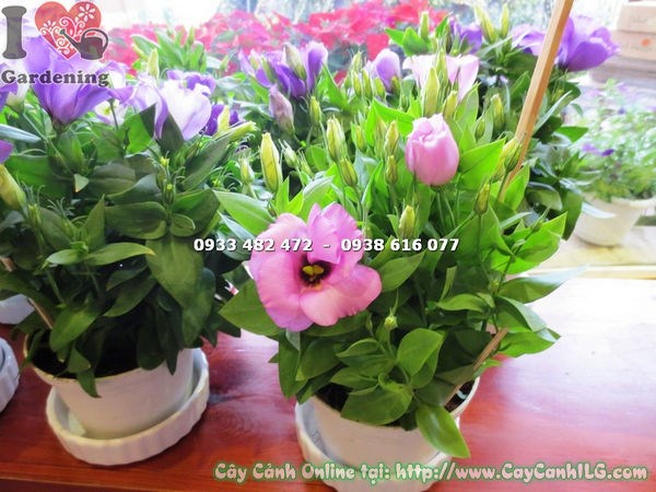 Cây hoa cát tường màu hồng cao 17cm – nụ hoa và lá xanh tươi mát