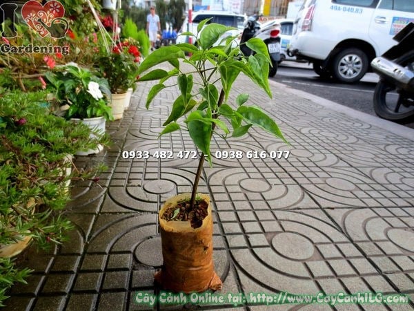 đặc điểm cây hoa chùm ớt giống 25cm