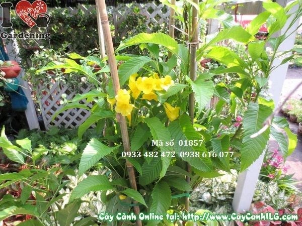 Cây hoa chuông vàng cao 60cm – Ms 01857 tại ILG