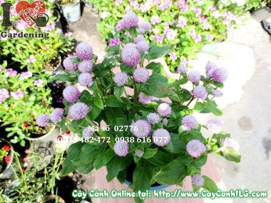Cây hoa cúc bách nhật hồng cao 25cm - Ms 02776