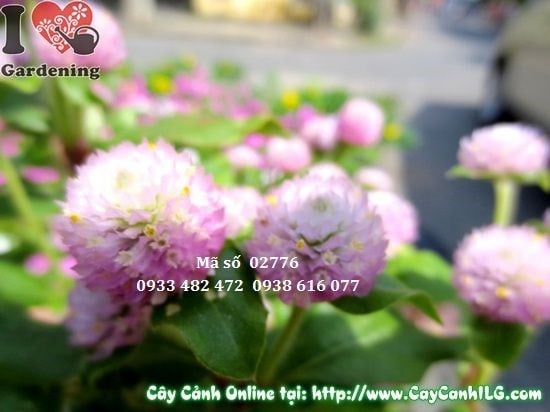 Khóm cúc bách nhật hồng trồng trang trí bồn hoa sân vườn