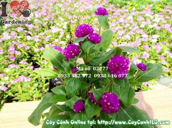 hoa cúc bách nhật tím nở rộ – thích hợp trồng mảng thảm hoa sân vườn