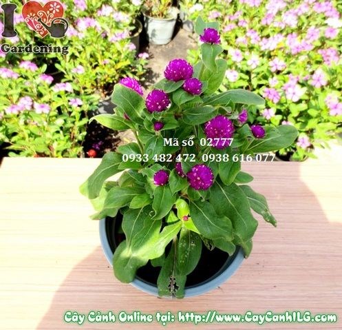 hoa cúc bách nhật tím ms 02777 – cây giống cao 20cm, trồng chậu hoặc trồng đất