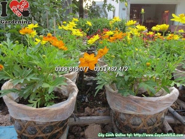 Hoa cúc chuồn chuồn 20cm – đa dạng màu sắc, thích hợp trồng bồn trang trí