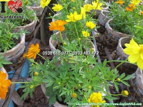Cây hoa cúc chuồn chuồn 20cm ra hoa rực rỡ sau khi chăm sóc đúng cách