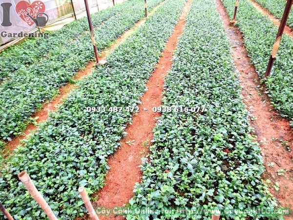 Hoa cúc giống cao 10cm nở rực rỡ tại ILG
