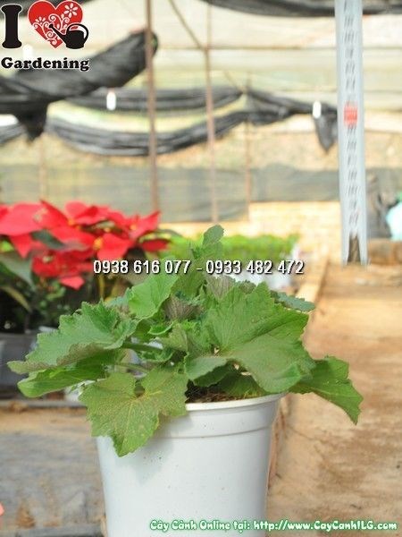 Cây hoa cúc lá nho trang trí sân vườn và không gian cảnh quan