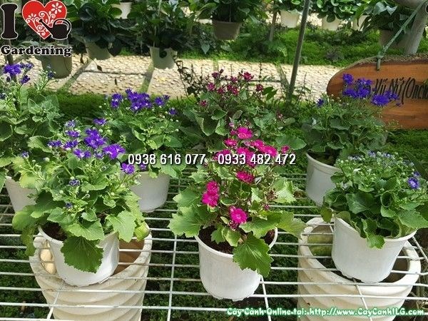 Cây cúc lá nho trồng chậu – cây hoa cảnh đẹp cho ban công và sân vườn