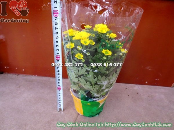 Cây hoa cúc pico màu vàng cao 15cm – hình ảnh thực tế tại vườn ILG