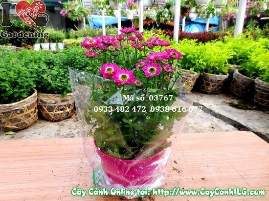 Chăm bón cây hoa cúc Pico tím để hoa nở đẹp