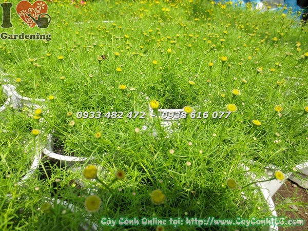 Hoa cúc sao băng cao 15cm – bông hoa nhỏ xinh sắc vàng rực rỡ