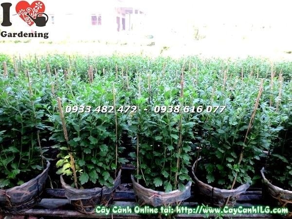 Chi tiết hoa cúc Tết vàng rực Ms 19301