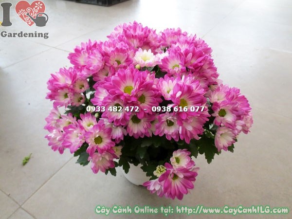 cây hoa cúc tím hồng mini cao 25cm – kích thước nhỏ gọn lý tưởng cho trang trí