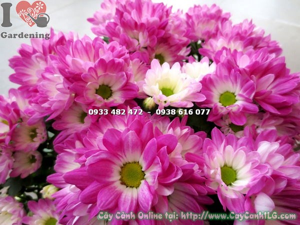 chăm sóc cây hoa cúc tím hồng mini cao 25cm – ánh sáng, tưới nước, cắt tỉa