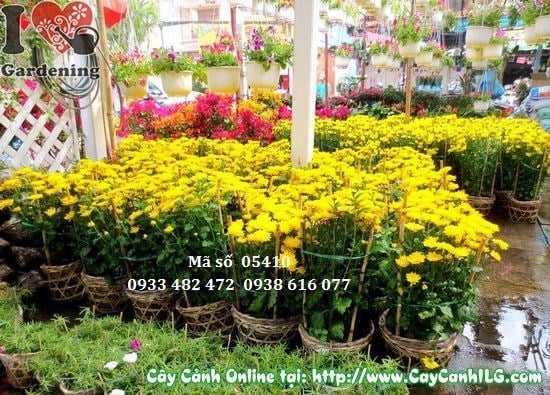 Đặc điểm hoa cúc vàng - cánh hoa đều và rực rỡ