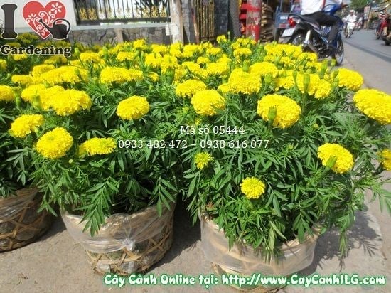 Cây hoa vạn thọ lớn trồng trong chậu trang trí sân vườn