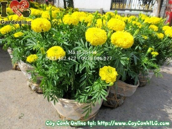 Hoa cúc vạn thọ vàng cam rực rỡ mang ý nghĩa phong thủy tốt lành