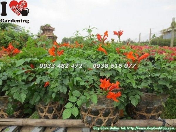 Cây hoa đăng tiêu lá nhỏ Ms 23187 – hoa cam rực rỡ tại ILG