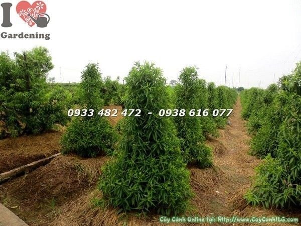Cây hoa đào cao 1,4m – Ms 22134 tại vườn ILG