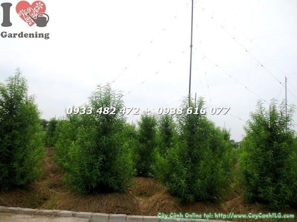Cây hoa đào cao 1,5m – Ms 22159 tại vườn ILG