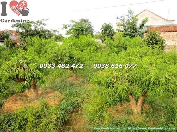 Cây hoa đào gốc lớn đẹp cao 1m – dáng cây trưởng thành đẹp tự nhiên