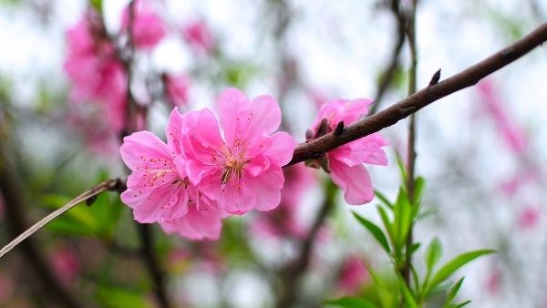 Hoa đào hồng đỏ thắm nở rộ mùa xuân