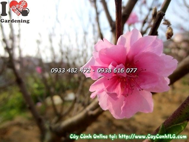 Cây hoa đào hai màu hồng đỏ cao 1,7m ngoài sân vườn – ILG
