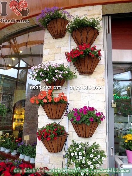 Cây hoa dạ yến thảo nhiều chủng loại - Ms 15664 - nhiều màu sắc rực rỡ