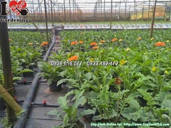 Cây hoa đồng tiền cam cao 30cm – Ms 24938 tại vườn ILG