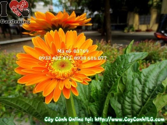 Cây hoa đồng tiền trang trí cảnh quan sân vườn