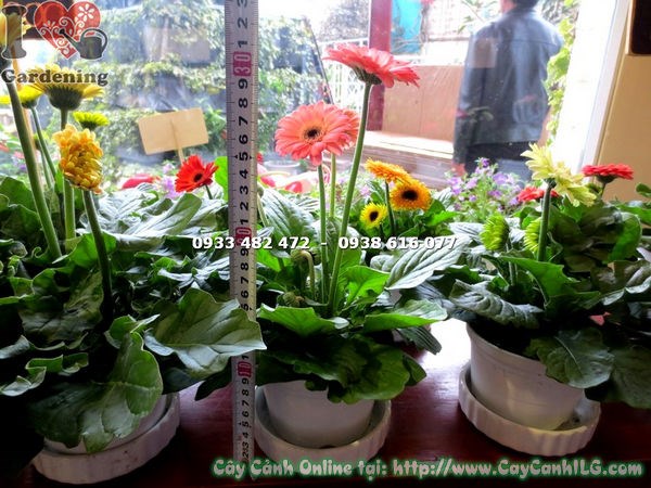 Cây hoa đồng tiền hồng phấn mini – trang trí cảnh quan sân vườn