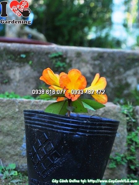 Cây hoa Đỗ Quyên Úc khỏe mạnh tại vườn ILG