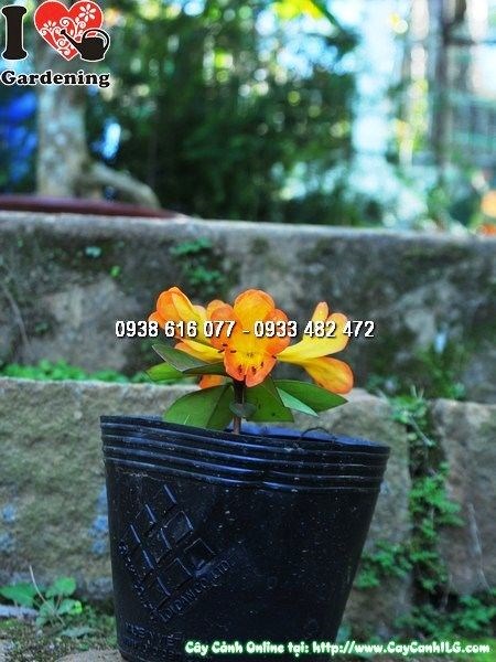 Cây hoa đỗ quyên Úc giống cao 10cm - Ms 25141 - ILG