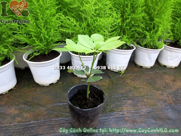 Cây hoa Đỗ Quyên Úc giống đang ra hoa rực rỡ tại vườn ILG