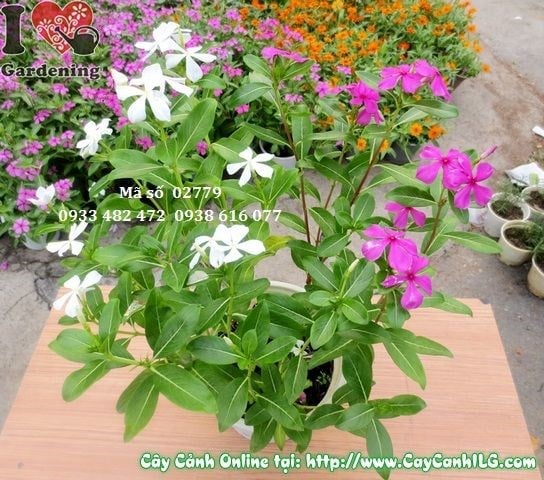 Thảm hoa dừa cạn nhiều màu sắc tại công trình cảnh quan