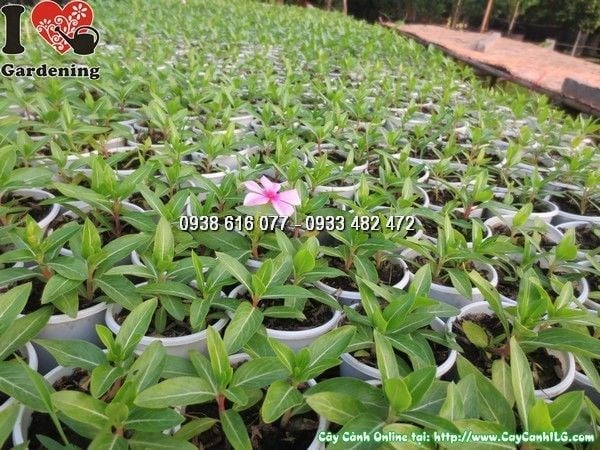 Cây hoa dừa cạn giống nhỏ tại vườn ILG