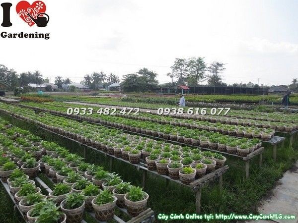 Cây hoa dừa cạn giống các loại - Ms 23152 - vườn ILG