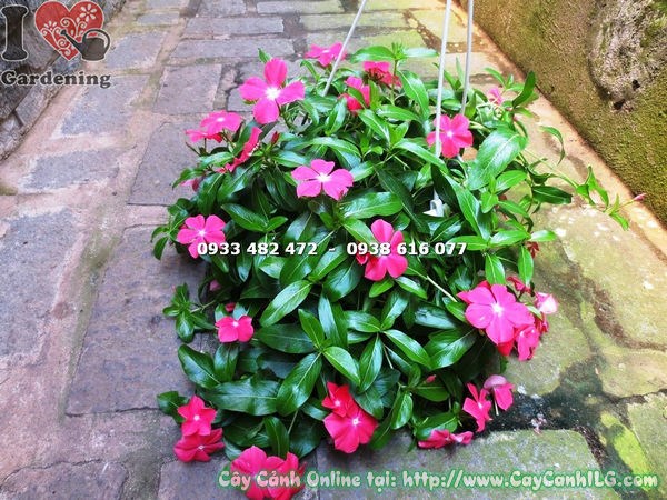 đặc điểm lá và hoa của cây hoa dừa treo màu hồng tươi