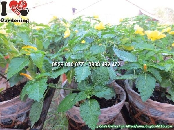 Hình ảnh cây hoa dừa vàng Ms 23886 cao 15cm tại ILG