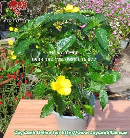 Cây hoa dừa vàng cao 20cm tại vườn ILG