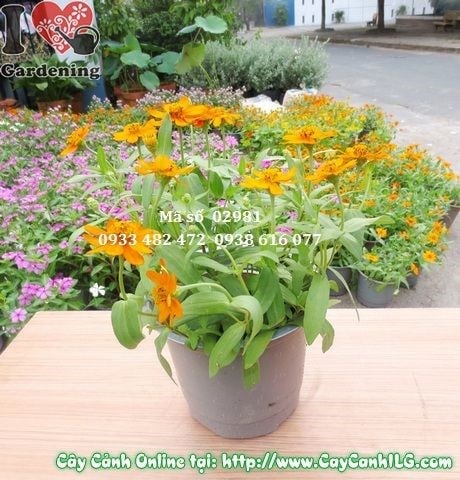 Cây hoa duyên cúc cao 20cm Ms 02781 màu sắc rực rỡ