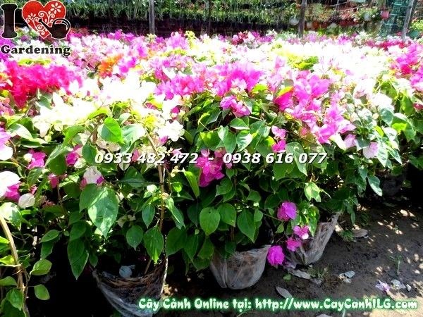 cây hoa giấy cẩm thạch đỏ đẹp tại ILG