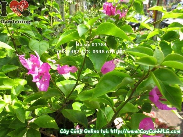 Hoa giấy nhiều màu sắc rực rỡ tại ILG