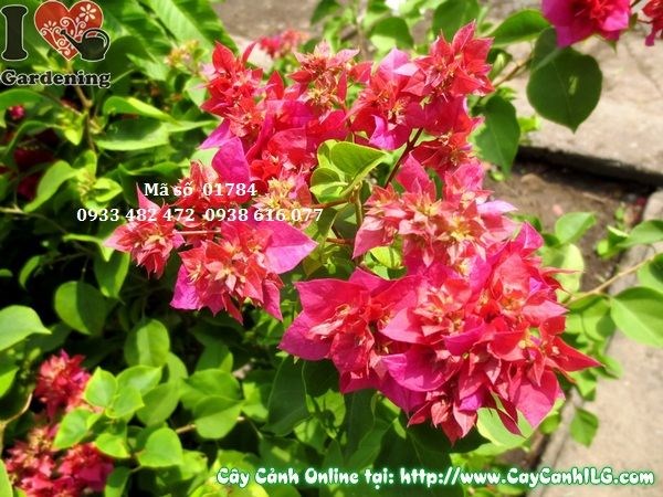 Vườn hoa giấy tại ILG rực rỡ sắc màu