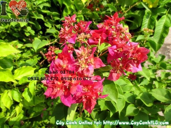 Cây hoa giấy 50cm tạo hình đẹp trồng hàng loạt