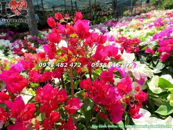 Cây hoa giấy nhiều màu nở rực rỡ tại vườn ILG